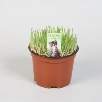 image HERBE A CHAT