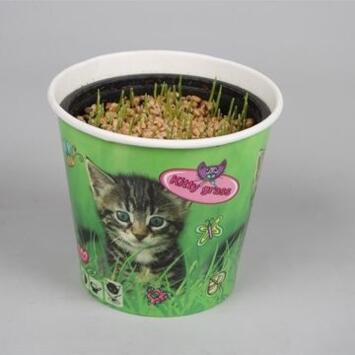 image HERBE A CHAT P DECO