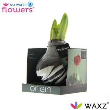 image AMARYLLIS 2TIGES CIRE BOITE CARTON