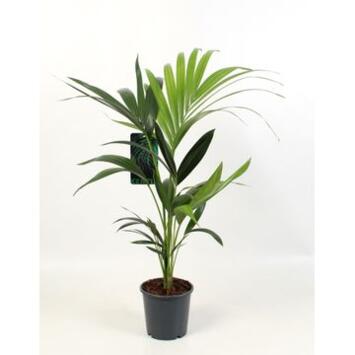 image KENTIA FORSTERIANA