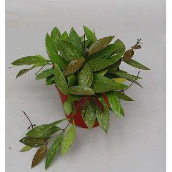 image HOYA