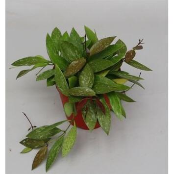 image HOYA