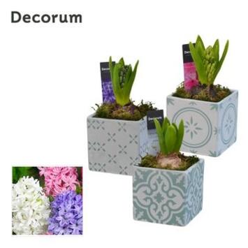 image JACINTHE X1 CERAM