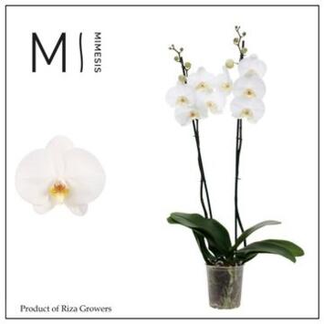 image PHALAENOPSIS 2BR BLANC