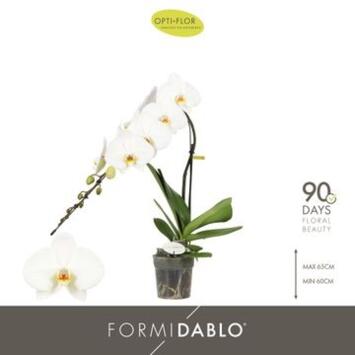 image PHALAENOPSIS 1BR BLANC FORMIDABLO