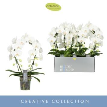 image PHALAENOPSIS 2BR BLANC ARCEAU