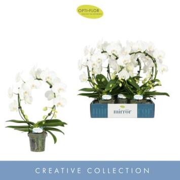 image PHALAENOPSIS 2BR BLANC ARCEAU