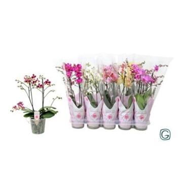 image PHALAENOPSIS 2BR VARIE