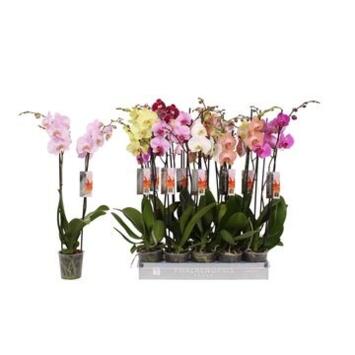 image PHALAENOPSIS 2BR VARIE