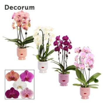image PHALAENOPSIS 2BR CASCADE VARIE CERAM