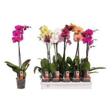 image PHALAENOPSIS 1BR RAMIFIE VARIE