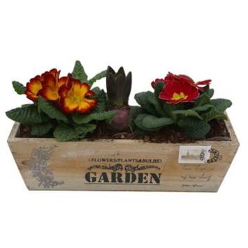 image PRIMEVERE X2 JACINTHE X1 JARD BOIS