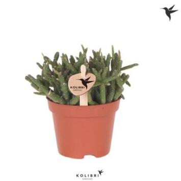image RHIPSALIS BURCHELLII