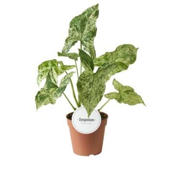 image SYNGONIUM