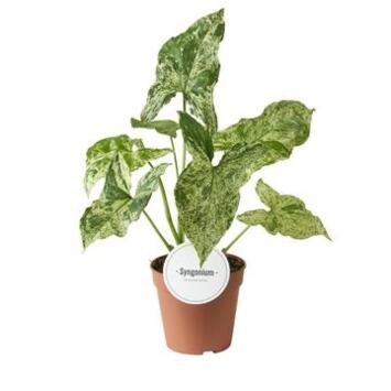 image SYNGONIUM