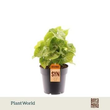 image SYNGONIUM