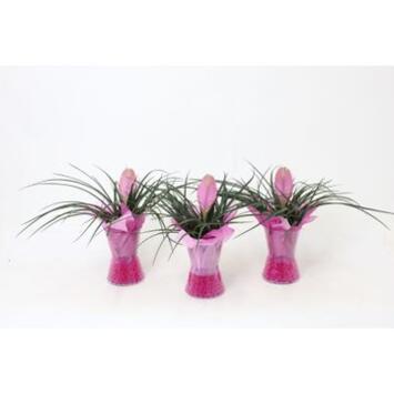 image TILLANDSIA VERRE GEL
