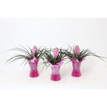 image TILLANDSIA VERRE GEL