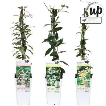 image TRACHELOSPERMUM JASMINOIDES