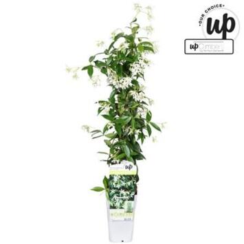 image TRACHELOSPERMUM JASMINOIDES