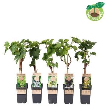 image VITIS VIGNE VARIEE