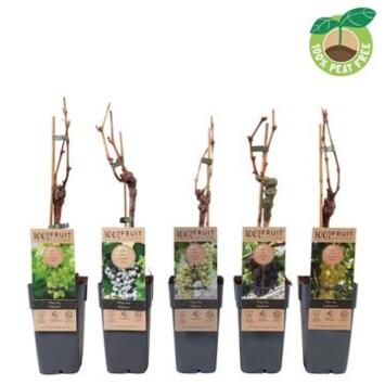 image VITIS VIGNE VARIEE