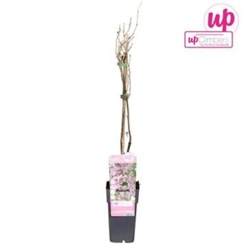 image WISTERIA FLORIBUNDA ROSE