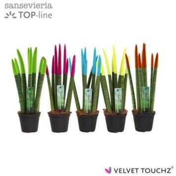 image SANSEVIERIA CYLINDRICA PEINTURE