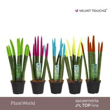 image SANSEVIERIA CYLINDRICA PEINTURE