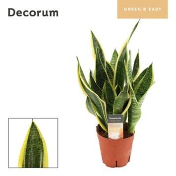 image SANSEVIERIA FUTURA SUPERBA