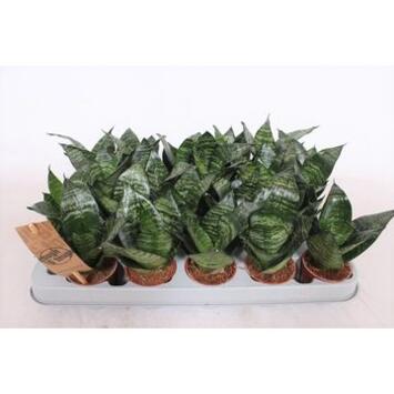 image SANSEVIERIA HAHNII