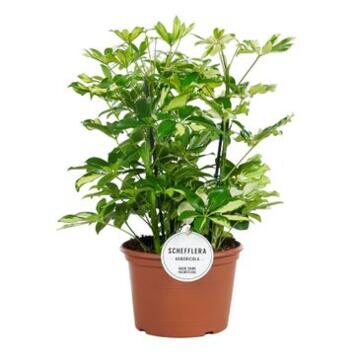 image SCHEFFLERA 3PP TRICOLOR