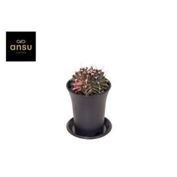 image CACTUS 2COULEURS