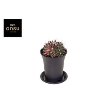 image CACTUS 2COULEURS