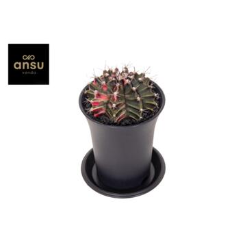 image CACTUS 2COULEURS