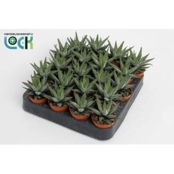image CACTUS HAWORTHIA CONCOLOR