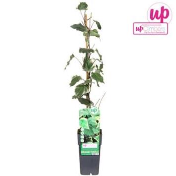 image HEDERA MARENGO PYRAM