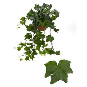 image HEDERA BRIGITTE