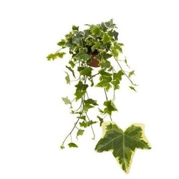 image HEDERA JAUNE PANACHE
