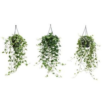 image HEDERA VARIES SUSP