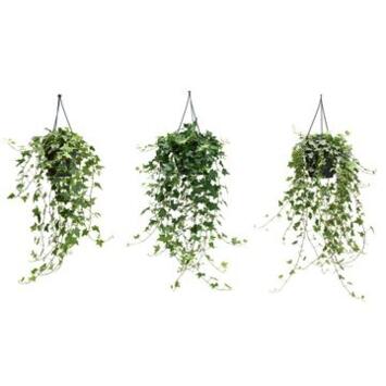 image HEDERA VARIES SUSP