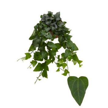 image HEDERA MEIN HERZ