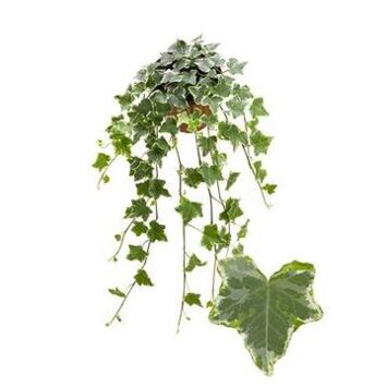 image HEDERA MINT KOLIBRI