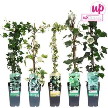 image HEDERA VARIE  PYRAM