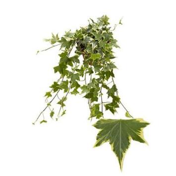 image HEDERA YELLOW RIPPLE