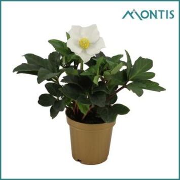 image HELLEBORE CHRISTMAS CAROL P OR