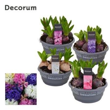 image JACINTHE 5PP COUPE