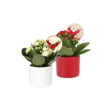 image KALANCHOE FL DBLE CERAM
