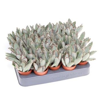 image KALANCHOE TOMENTOSA