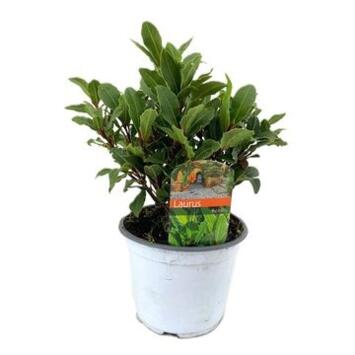 image LAURUS NOBILIS